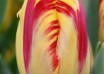 Tulipa Washington (3)